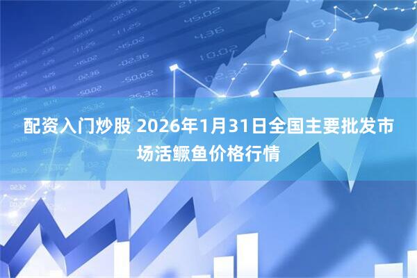 配资入门炒股 2026年1月31日全国主要批发市场活鳜鱼价格行情