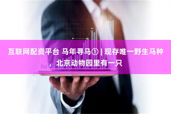 互联网配资平台 马年寻马① | 现存唯一野生马种，北京动物园里有一只